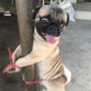 Meet your Posher, Anthony